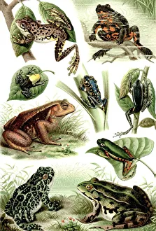 Historical illustration from the 19th Century