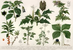 Historical illustration from the 19th Century