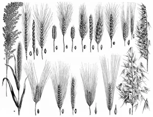 Historical illustration from the 19th Century
