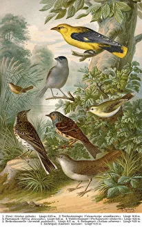 Historical illustration, 19th Century