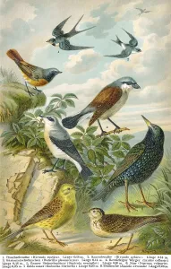 Historical illustration, 19th Century