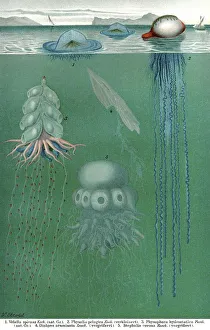 Historical illustration, 19th Century