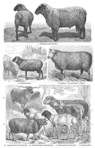 Historical illustration, 19th Century