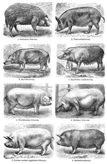 Historical illustration, 19th Century
