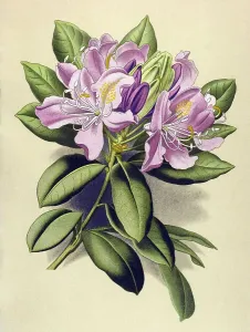 Historical illustration, Alpenrose (Rhododendron ponticum)