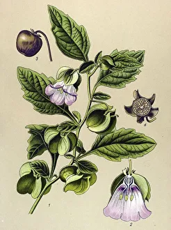 Historical illustration, Apple of Peru (Nicandra physaloides)