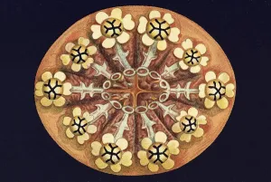 Historical illustration, Ascidiacea