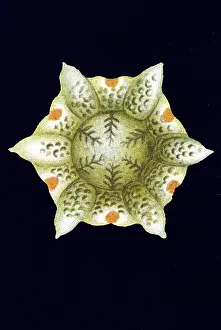 Historical illustration, Ascidiacea