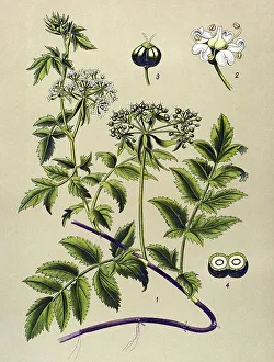 Historical illustration, Berula angustifolia (Berula angustifolia)