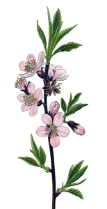 Historical illustration, Bitter Almond (Amygdalus communis)