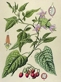 Historical illustration, Bittersweet (Solanum dulcamara)