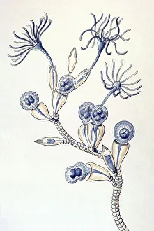 Historical illustration, Campanariae