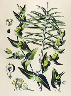 Historical illustration, Caper Spurge (Euphorbia lathyris)
