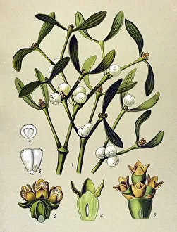 Historical illustration, Common Mistletoe (Viscum album)