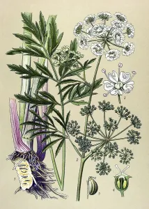Historical illustration, Cowbane (Cicuta virosa)