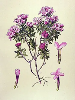 Historical illustration, Daphne Cneorum (Daphne Cneorum)