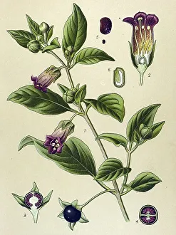 Historical illustration, Deadly Nightshade (Atropa belladonna)