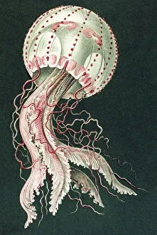 Historical illustration, Discomedusae