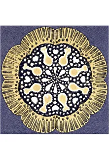 Historical illustration, Discomedusae