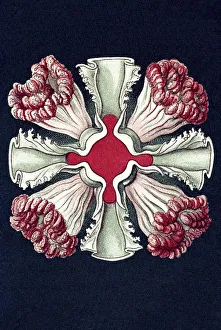 Historical illustration, Discomedusae