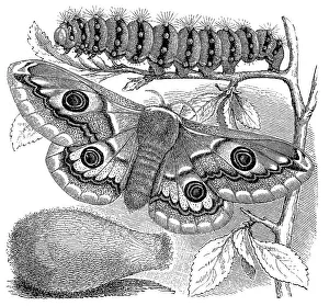 Historical illustration, Emperor Moth (Saturnia pavonia)