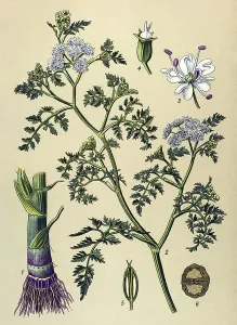 Historical illustration, Fineleaf Waterdropwort (Oenanthe aquatica)