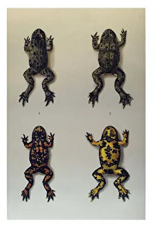 Historical illustration, Fire-bellied Toads (Bombina)