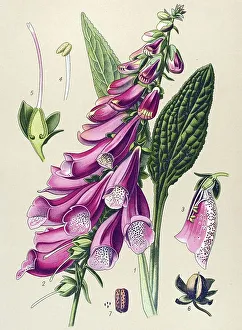 Historical illustration, Foxglove (Digitalis purpurea)