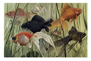 Historical illustration, Goldfish (Carassius auratus)