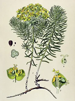 Historical illustration, Graveyard Weed (Euphorbia cyparissias)