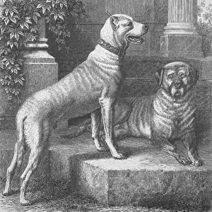 Historical illustration of the Great Dane
