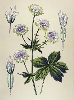 Historical illustration, Great Masterwort (Astrantia major)