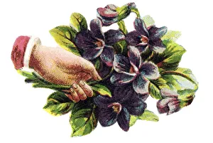 Historical illustration, hand holding a bunch of violets