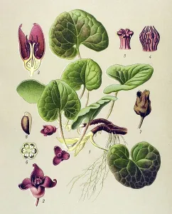 Historical illustration, Haselwort (Asarum europaeum)