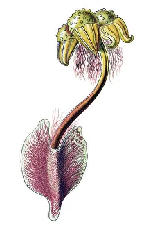 Historical illustration, Hepatics