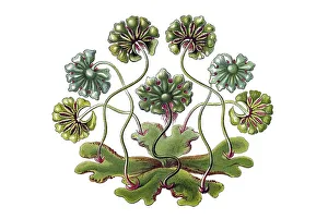 Historical illustration, Hepatics