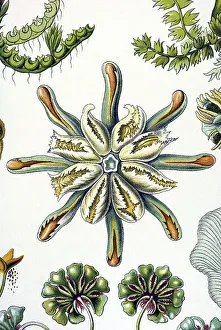 Historical illustration, Hepatics