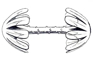 Historical illustration, Hexactinellid Sponge