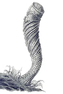 Historical illustration, Hexactinellid Sponge