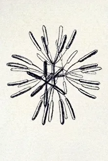 Historical illustration, Hexactinellid Sponge