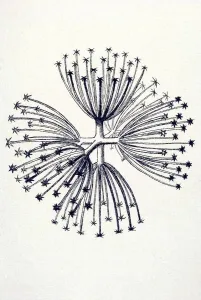 Historical illustration, Hexactinellid Sponge