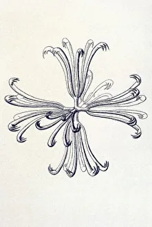 Historical illustration, Hexactinellid Sponge