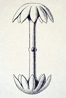 Historical illustration, Hexactinellid Sponge