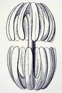 Historical illustration, Hexactinellid Sponge
