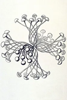 Historical illustration, Hexactinellid Sponge