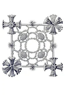 Historical illustration, Hexactinellid Sponge