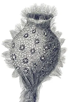 Historical illustration, Hexactinellid Sponge