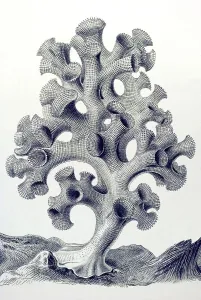 Historical illustration, Hexactinellid Sponge