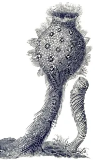 Historical illustration, Hexactinellid Sponge