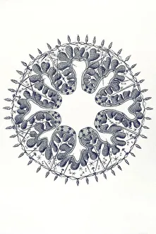Historical illustration, Hexactinellid Sponge